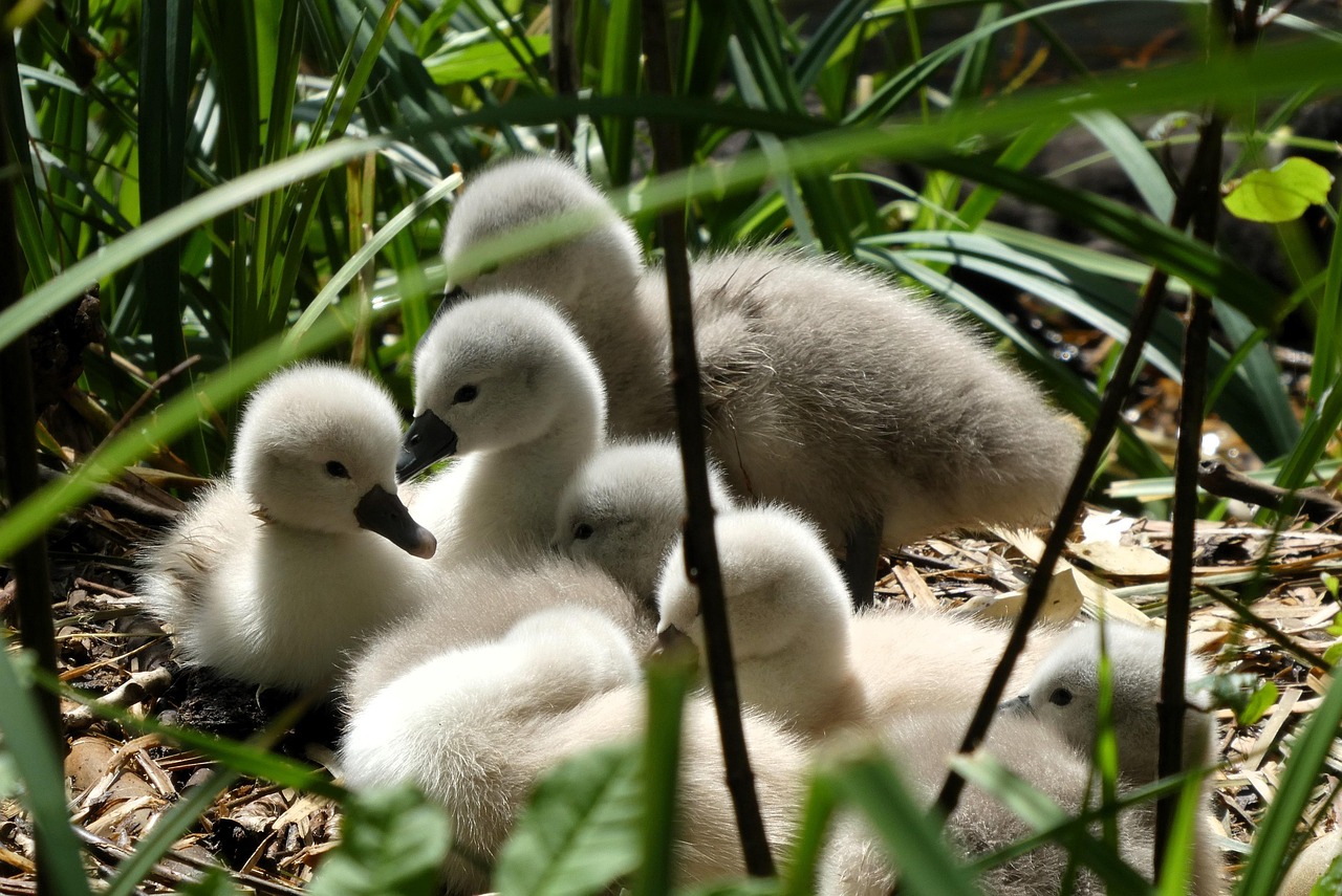 시그니아독일보청기 달서센터