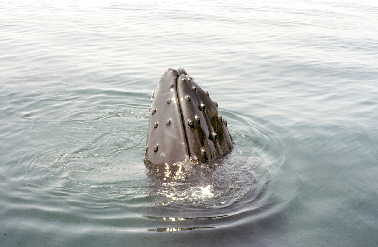 대구 포낙보청기센터