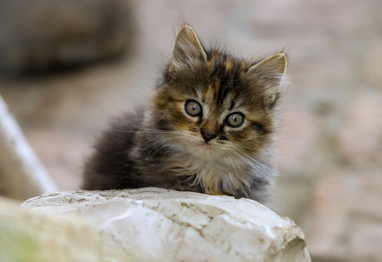 곡성 보청기 가격 싼 곳(할인)