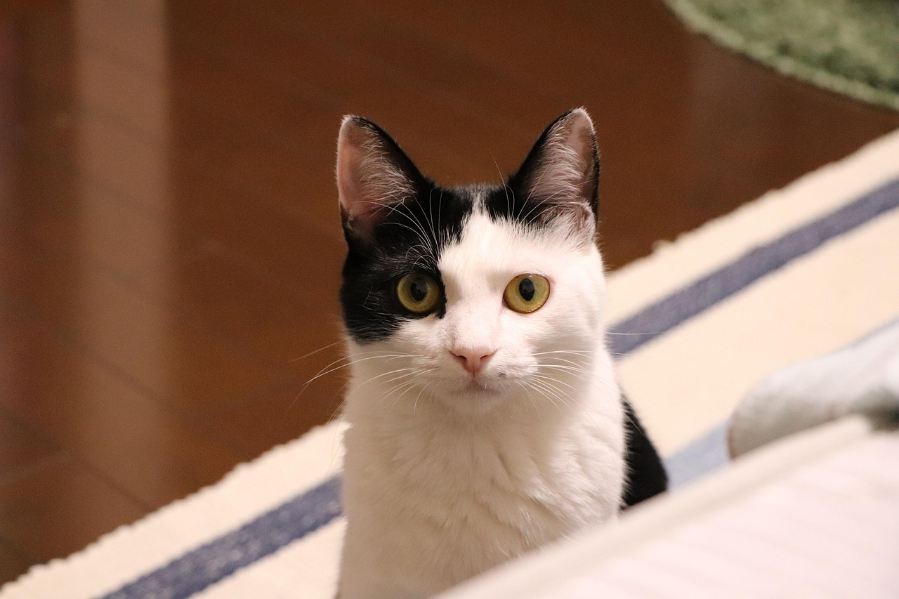 난청 원인 불명